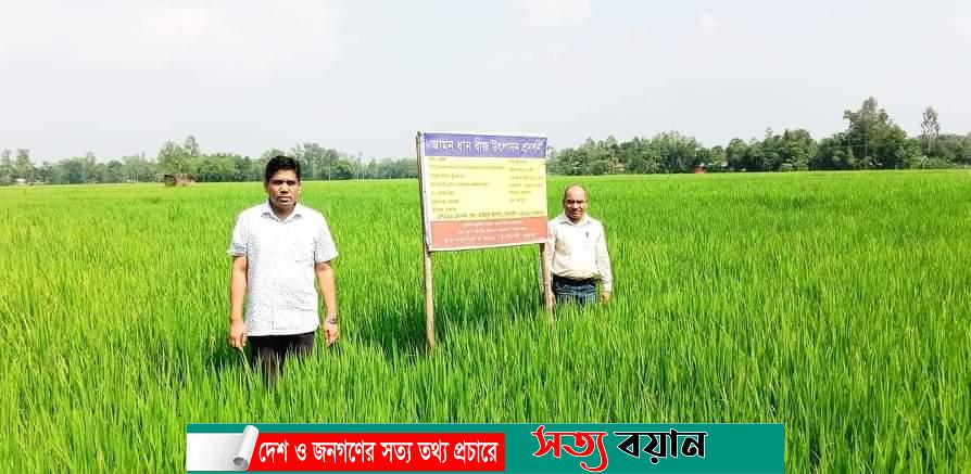 ঝিনাইগাতীতে চলতি রোপা আমন মৌসুমে মাঠ পরিদর্শনে কৃষি কর্মকর্তা হুমায়ুন কবির-সত্যবয়ান