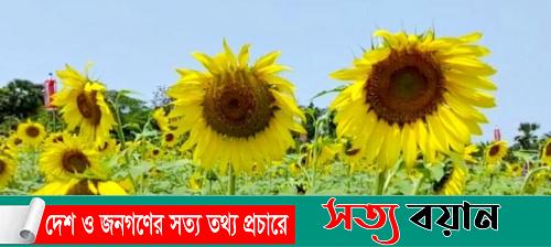 সূর্যমুখী চাষে সফল কৃষকরা||সত্যবয়ান