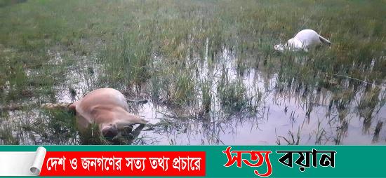 ঝিনাইগাতীতে বিদ্যুৎস্পৃষ্টে ২টি গরুর মৃত্যু||সত্যবয়ান