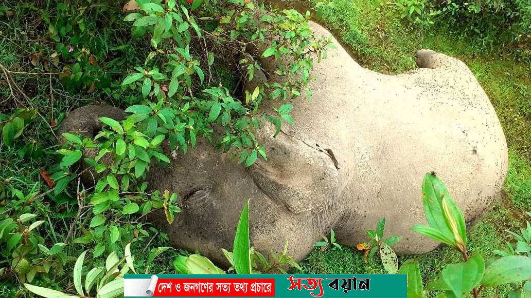 ঝিনাইগাতীতে আবারো হাতির মৃত‌দেহ উদ্ধার ||সত্যবয়ান