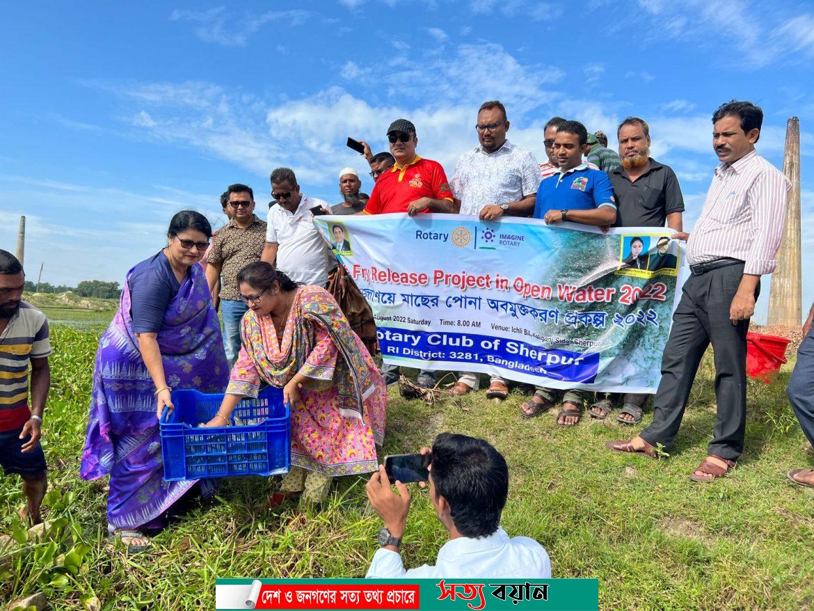 উন্মুক্ত বিলে দশ হাজার মাছের পোনা অবমুক্ত করেছে রোটারি ক্লাব অব শেরপুর||সত্যবয়ান