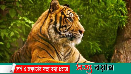 বন্য হাতির পর বাঘ আক্রমনে দিশেহারা ঝিনাইগাতীর সীমান্তবাসী||সত্যবয়ান