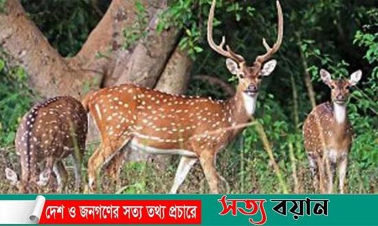 ঘূর্ণিঝড় রিমালের প্রভাবে সুন্দরবনের ৯৬ হরিণের মৃত্যু